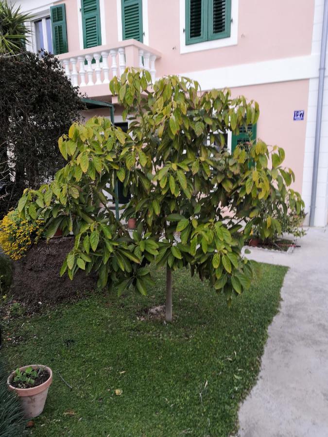 Apartment Dunja Djenovici Herceg Novi Ngoại thất bức ảnh